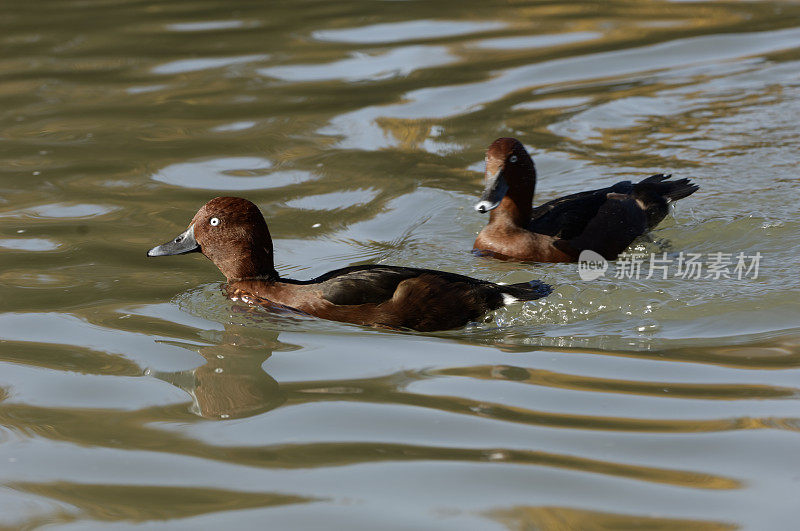 Ferruginous鸭子(Aythya nyroca)